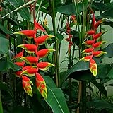 Indoor Potted Plant Flower Orange Strelitzia Reginae Seeds Bird Of Paradise Seeds Jardim Bonsai Seme