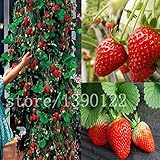 300 pcs climbing strawberry seeds big strawberry delicious fruit and vegetable seeds for home garden