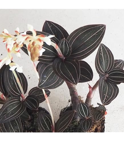 ジュエルオーキッド,tridax red Amazon｜ジュエルオーキッド,tridax red｜観葉植物 オンライン通販
