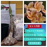 【希少なハイブリッド種】プルメリアのベアルート発根苗 ‘Paramino' 栽培セット【スリット鉢・プルメリア専用培養土・栽培説明書つき】