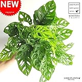 LAND PLANTS マドカズラ 卓上サイズ・特徴のある葉の形 モンステラ 7号サイズ