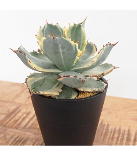 Amazon.co.jp: 多肉植物 ：アガベ 五色万代*L: ホーム＆キッチン