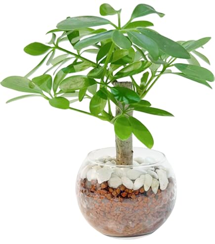 Amazon｜シェフレラ ホンコンカポック 6号鉢サイズ 鉢植え｜観葉植物