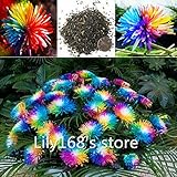 Rainbow Chrysanthemum Flower Seeds (40 seeds)rare color new arrival DIY Home Garden flower plant