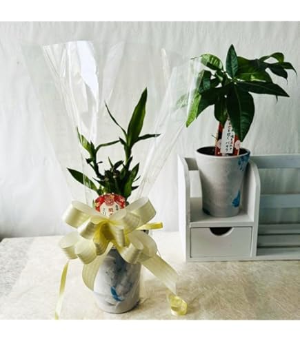 Amazon｜生花【ミリオンバンブー 約50cm前後 3本セット】※花瓶はついて