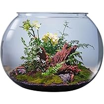 アクリル水槽　縦型　30cm アクアリウム Amazon | Nizzvlo アクリル 丸型金魚鉢 (30cm) 金魚・メダカ用