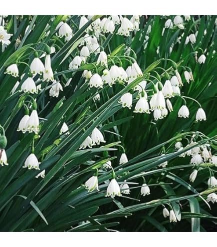 Amazon.co.jp: スズラン苗 ドイツすずらん苗 鈴蘭苗 : DIY・工具