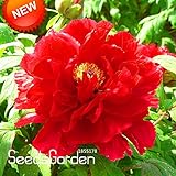 ビッグプロモーション！中国の牡丹の種ホットレッド牡丹の花の鉢植え盆栽植物種子10粒子/バッグ、＃のD8IS3W