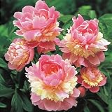 シャクヤク（ピオニー）：ソルベット7号ポット[2年生養成大株4芽以上][芍薬] ノーブランド品