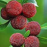 国華園　果樹苗　ヤマモモ　東魁＆オス木　2種2株【※発送が国華園からの場合のみ正規品です】