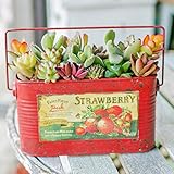 多肉植物 寄せ植え taniku フルーツビンテージ缶 スクエア Lサイズ ( ストロベリー レッド 柄 )