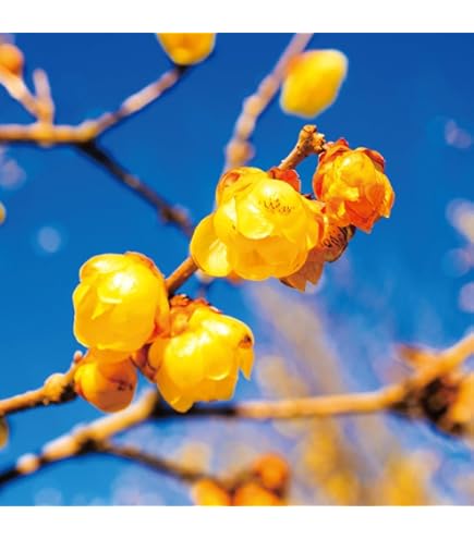 Amazon.co.jp: 満月ロウバイ 蝋梅 : DIY・工具・ガーデン