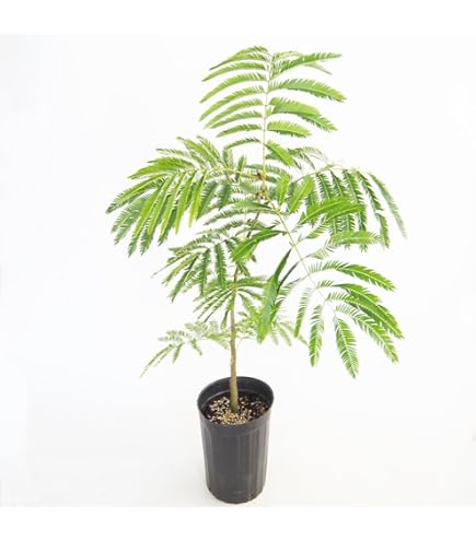 Amazon｜エバーフレッシュ 曲がり樹形 8号｜観葉植物 オンライン通販