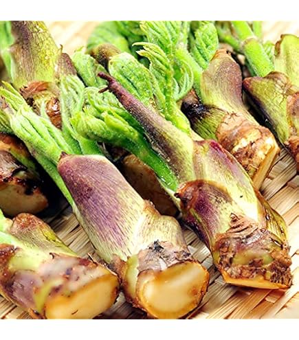 Amazon.co.jp: 北海道産 朝採り タラの芽 15個 たらの芽 : 食品・飲料