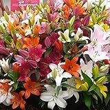 国華園　球根 ８月咲切花用ユリセット ６種１８球（各3球） / ゆり ユリ【※発送が国華園からの場合のみ正規品です】