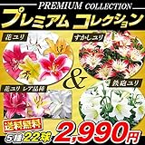 国華園　ユリ球根　プレミアムコレクション　5種22球【※発送が国華園からの場合のみ正規品です】