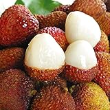 国華園 果樹苗 ライチ レイシ 玉荷包 1株 苗木 苗【※発送が国華園からの場合のみ正規品です】