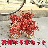 庭木:南天(お多福南天・小)5本セット*W:約20cm