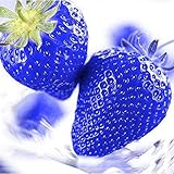 20pcs　フルーツクリームイチゴ種子　ホームガーデンスウィートデリシャスハーディフルーツ種　スマーフ4