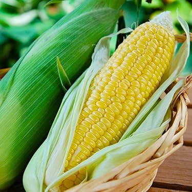 わたあめとうもろこし　8本『少しこぶり』 わたあめとうもろこし 8本『少しこぶり』