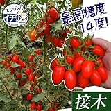 国華園　接木野菜苗　ミニトマト　接木F1豊産あま娘　2株【※発送が国華園からの場合のみ正規品です】