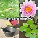 (ビオトープ/睡蓮)はじめての睡蓮栽培セット シャディ レディ+ライズ(セサミグレー)+ヒメダカ+浮き草他 説明書付 本州・四国限定[生体]