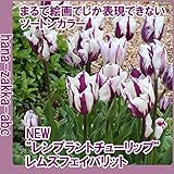 チューリップ　レムズフェイバリット 【オランダからの花便り】【秋植え球根】