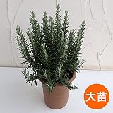 ローズマリー立性4号ポット 2株セット[青色の花を咲かせる強健な人気種 ハーブ苗] ノーブランド品