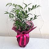 [ギフトに]梛（ナギ）の木4号陶器鉢植え・ラッピング付き ノーブランド品