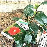 椿 苗木 一子侘助(侘介)椿 13.5cmポット苗 いっしわびすけつばき ツバキ 苗 つばき