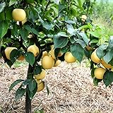 Golden Pear seed quality pear fruit potted adequate stock of North and South 50 Seeds/Pack