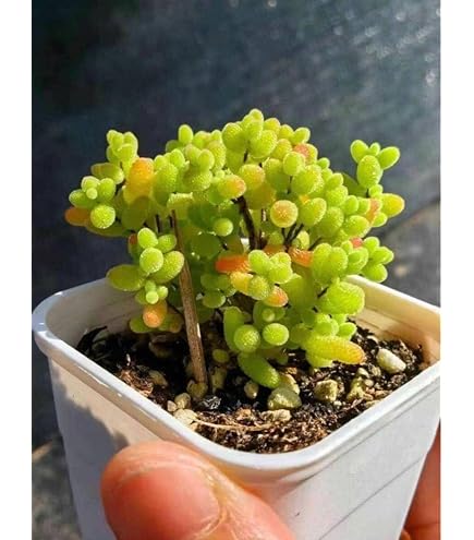 Amazon.co.jp: ドロサンテマム アイスクリスタル メセン 多肉植物 1苗
