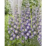 BELLFARM Different Types of Delphinium Perennial Flowers, 100 Seeds, big blooms beautiful home garde