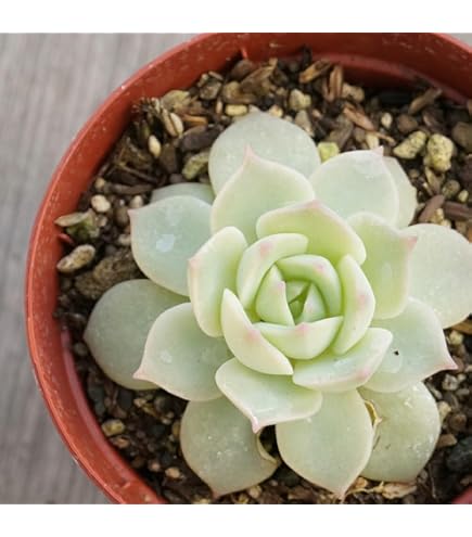 CHANEL様御専用★多肉植物　寄せ植え〜スター寄せ CHANEL様御専用☆多肉植物 寄せ植え〜スター寄せ 【公式通販】