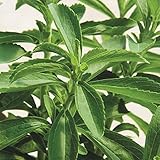 【メール便配送】　国華園　野菜たね　ステビア　1袋(10粒)【※発送が国華園からの場合のみ正規品です】