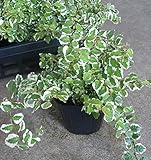 【特選観葉苗セット販売】プミラ　斑入り １２ポットセット（３号） 【まとめ売り】