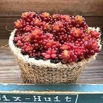 Amazon｜パリジェンヌ17 ピンクの桜吹雪多肉植物 紅葉 もりもり 可愛い