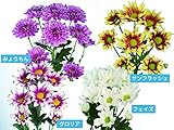 精興園 菊苗 8月変り咲スプレー フェイズ(白)・みょうもん(紅桃八重)・サンラッシュ(黄赤)・グロリア(紅白) 4種各2本 計8本
