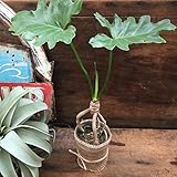 セローム ☆ 観葉植物