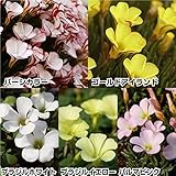 国華園 夏植え球根 オキザリスセット 5種50球 (各10球)【※発送が国華園からの場合のみ正規品です】