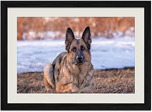 Amazon Co Jp ブラック木製フレーム ホーム装飾ポスター 額入り絵画 ジャーマン シェパード犬 正面から見た図 60x40cm ホーム キッチン
