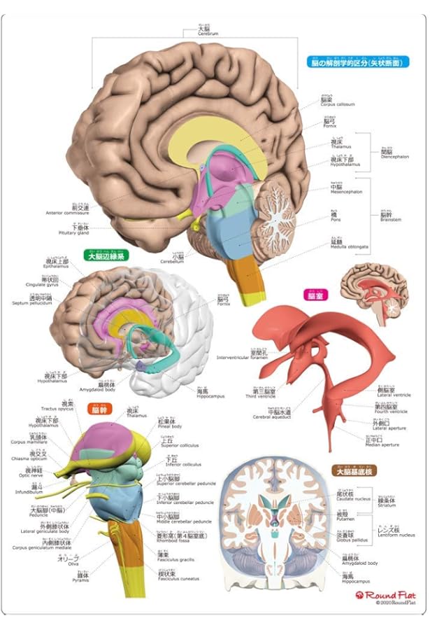 Amazon.co.jp: 骨と関節まるわかりシート (人体まるわかりシート