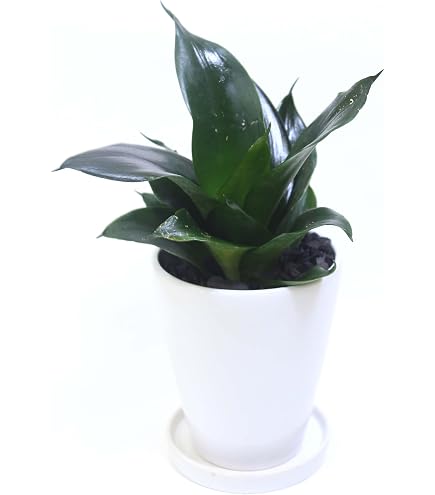 Amazon.co.jp: 孟宗竹 地下茎 筍 苗 竹の根 20cm 15本 筍栽培 : DIY