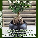 【人気のインテリア・グリーン】妖精が宿る多幸の木(多幸の木)ガジュマル ４号陶器鉢 受皿付 (黒陶器鉢)