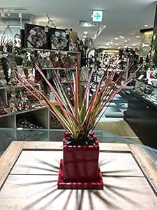 Amazon ドラセナ コンシンネ 観葉植物 鉢植え 陶器 マジナータ 風水 インテリア 北欧 おしゃれ ギフト お祝い ヴィヴィドレッドポット 観葉植物 オンライン通販