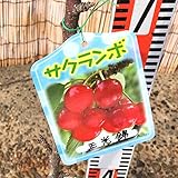 サクランボ 苗木 正光錦 13.5cmポット苗 さくらんぼ 苗