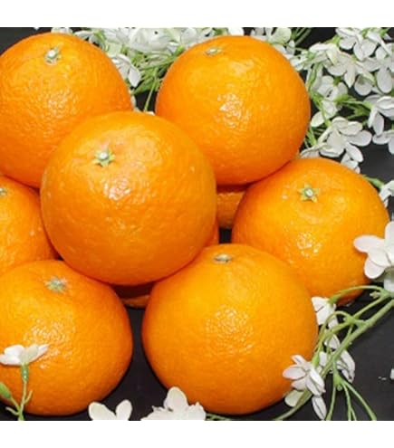 Amazon.co.jp: 【予約受付中】愛果28号＝紅まどんな（愛媛県産）｜甘