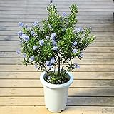 鉢花：セアノサス*５号　カリフォルニアライラック