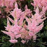 【宿根草】アスチルベ「ユニーク・サーモン」