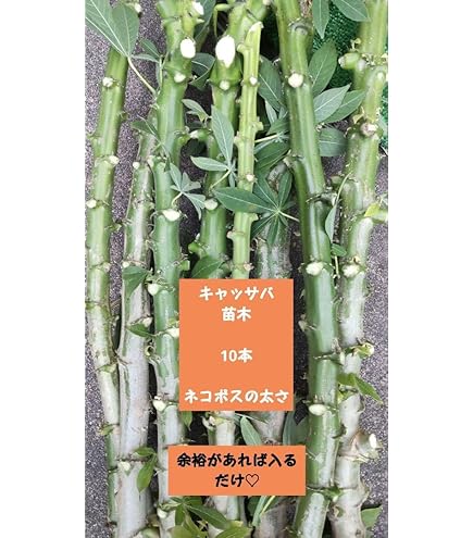 Amazon.co.jp: スイート キャッサバ （タピオカ芋 甘味種系品種